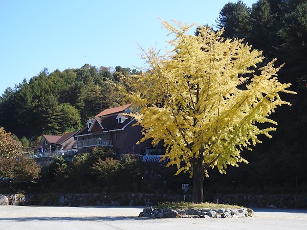 청평면 에덴벚꽃길 3