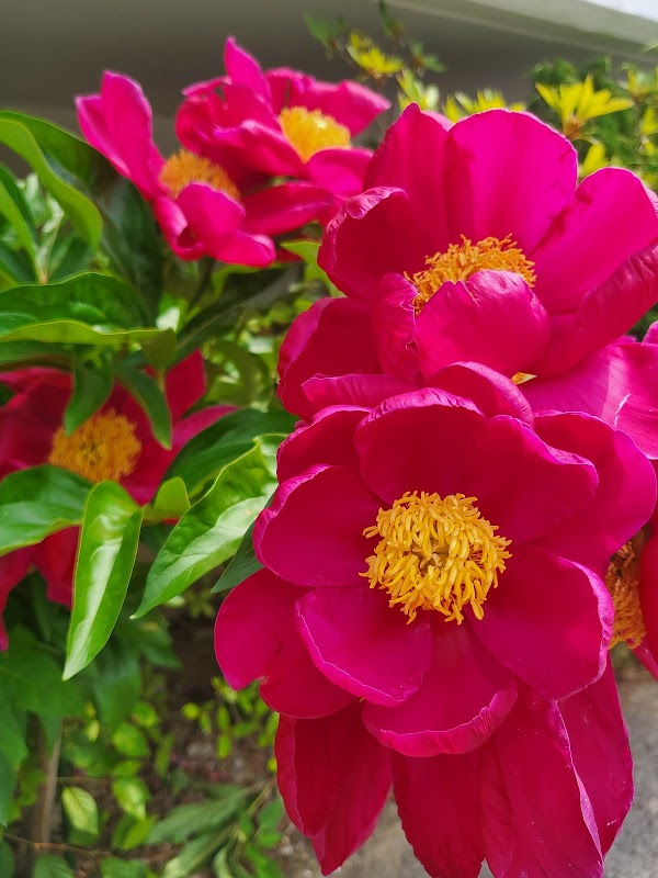 청평면 에덴벚꽃길 2