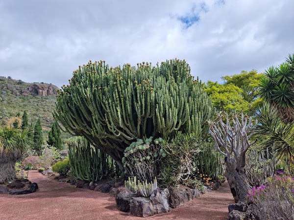 Jardín Botánico Canario Viera y Clavijo 5