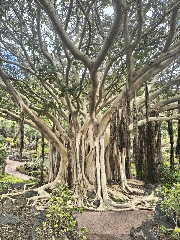 Jardín Botánico Canario Viera y Clavijo 3