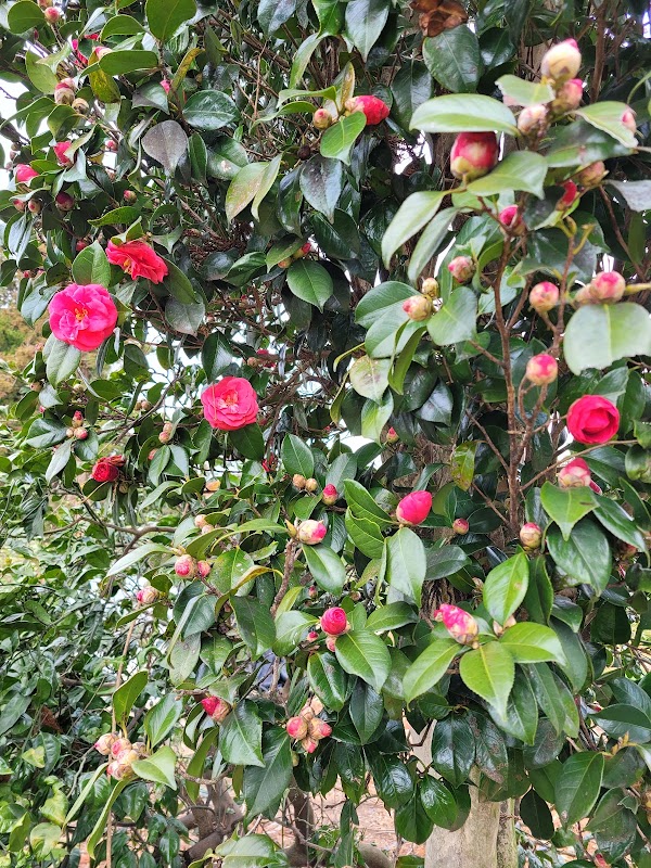 Jeju Camellia Village