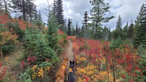 Gifford Pinchot National Forest 3