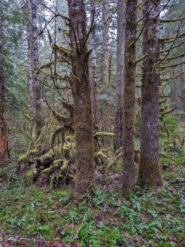 Gifford Pinchot National Forest 2