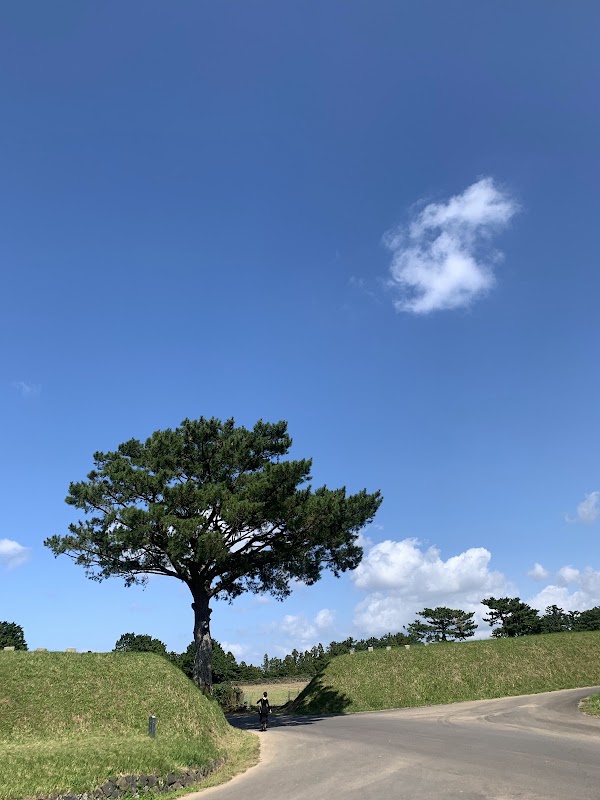 항파두리 나홀로나무 4