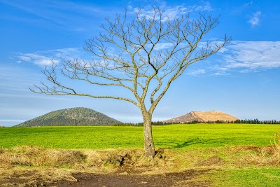 Saebyeol Ohreum (Lonely tree)