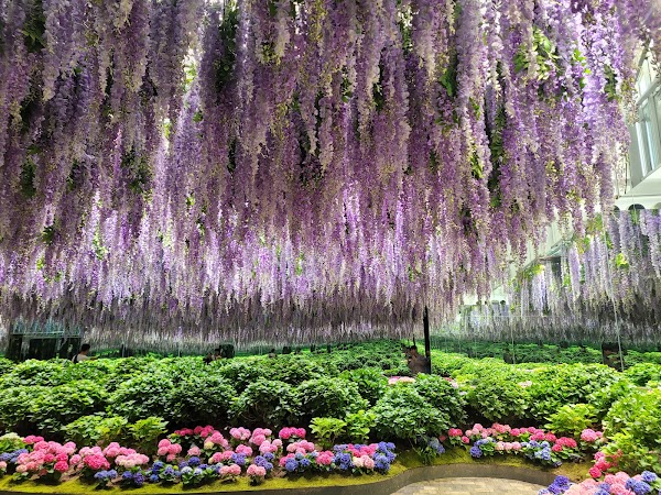Gapyeong Begonia Bird Park 1