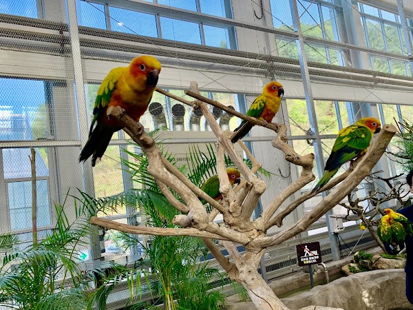 Gapyeong Begonia Bird Park 3