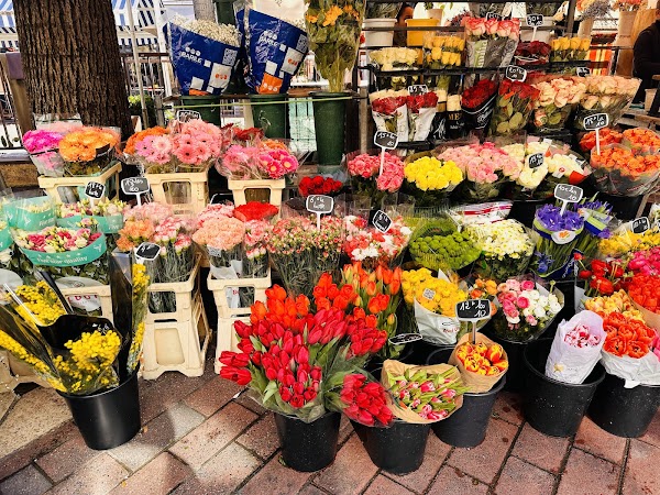 Cours Saleya 3
