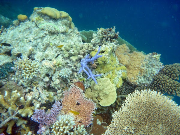 Great Barrier Reef 3