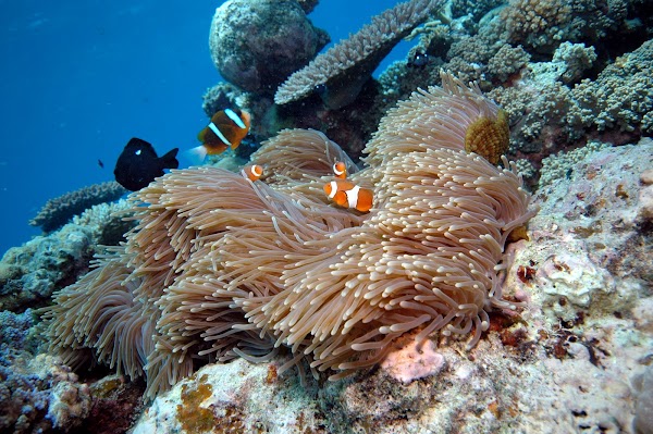 Great Barrier Reef 2