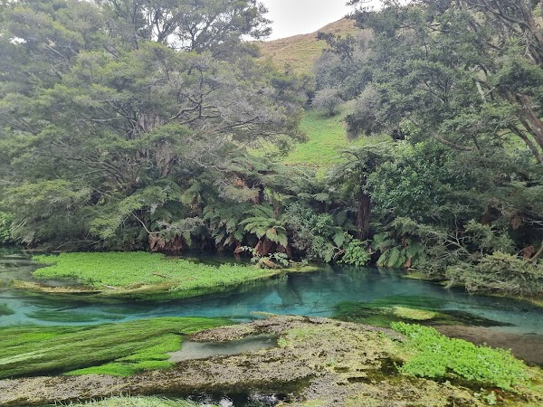 Te Waihou Blue Spring (Leslie Road entrance) 5
