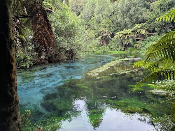Te Waihou Blue Spring (Leslie Road entrance) 4