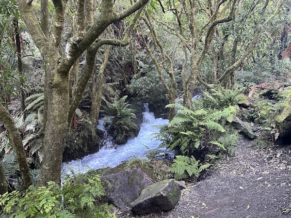 Te Waihou Blue Spring (Leslie Road entrance) 2
