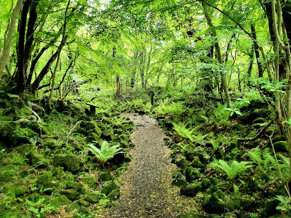 Jeju 89