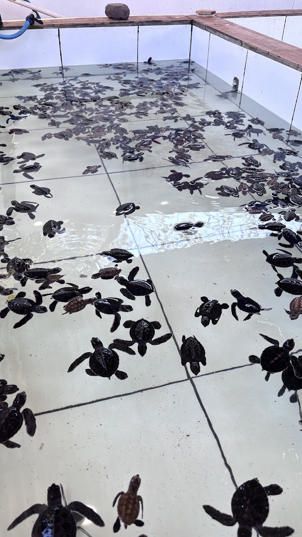 Turtle Sanctuary Gili Meno