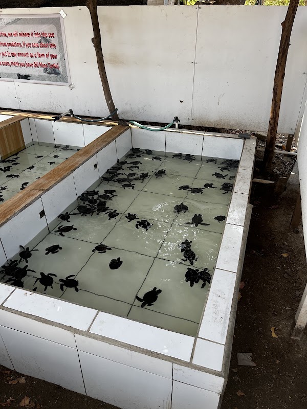 Turtle Sanctuary Gili Meno 5