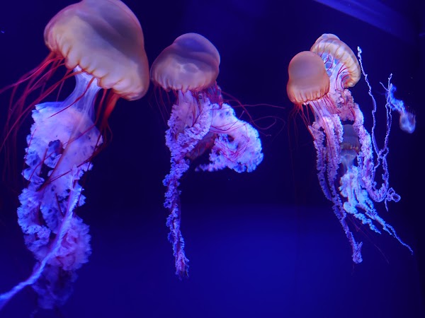 Sumida Aquarium 5