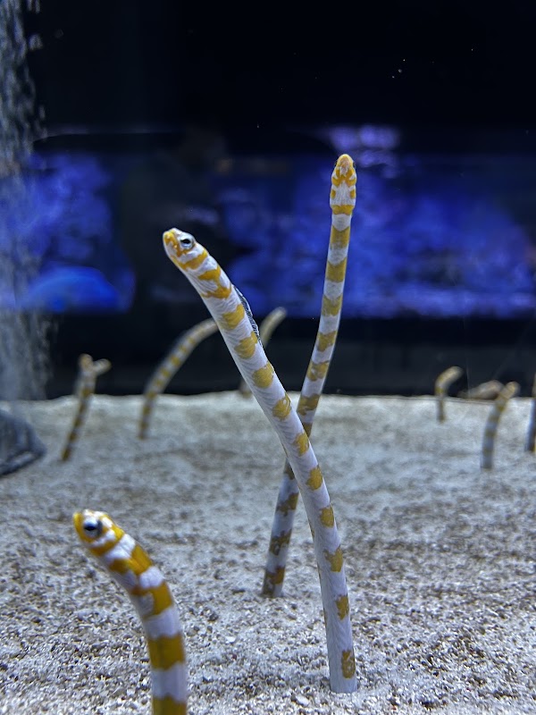 Sumida Aquarium 4