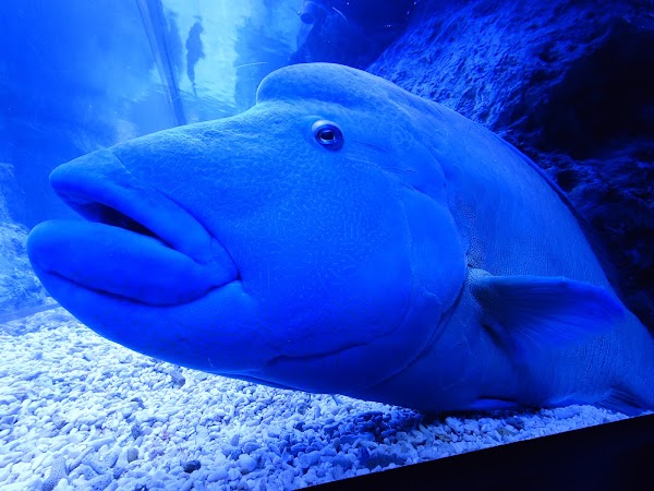 Sumida Aquarium 3