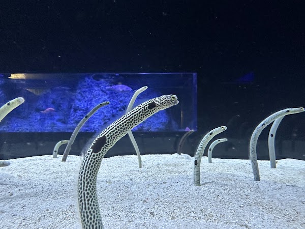 Sumida Aquarium 2