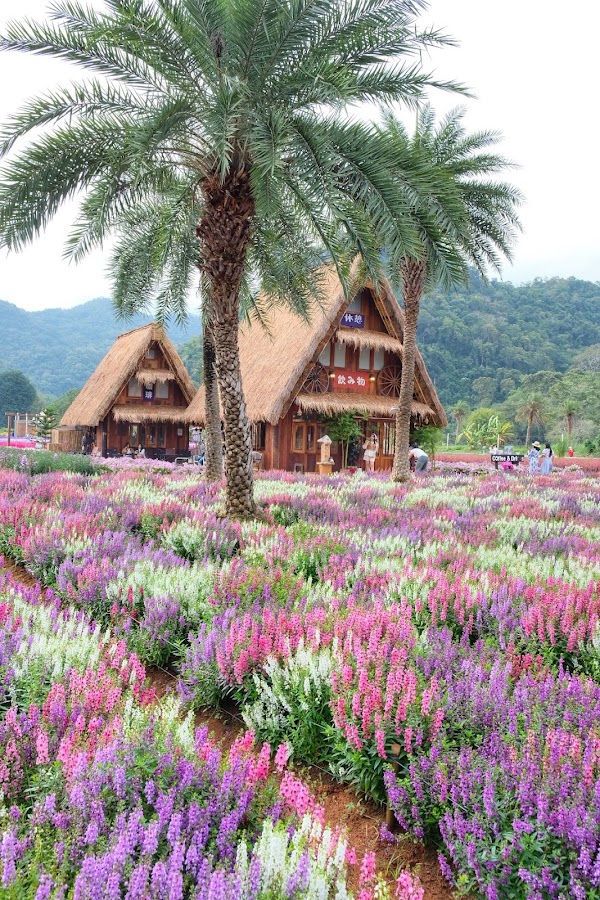 Hokkaido Flower Park Khaoyai 2
