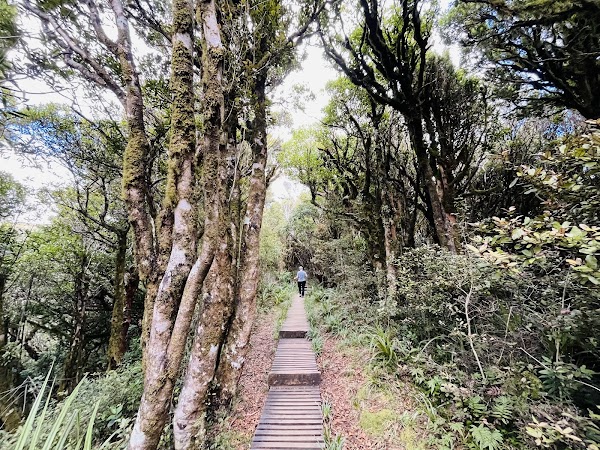 Mangorei Track Trailhead 3