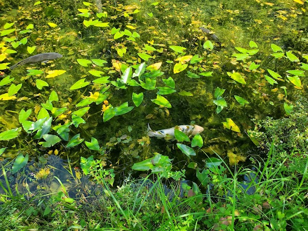 Monet No Pond 5
