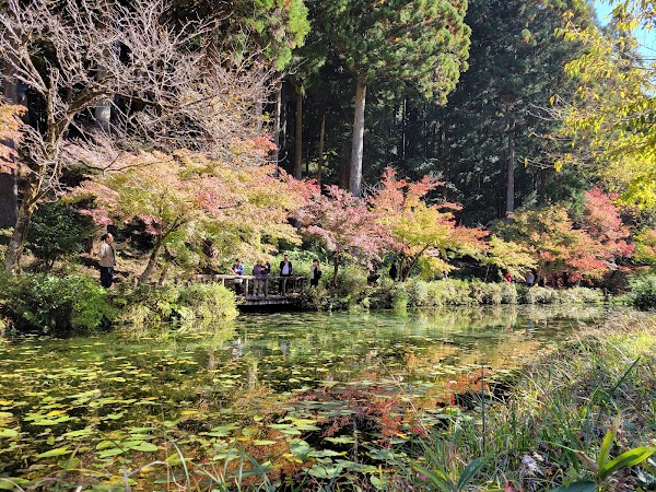 Monet No Pond 2