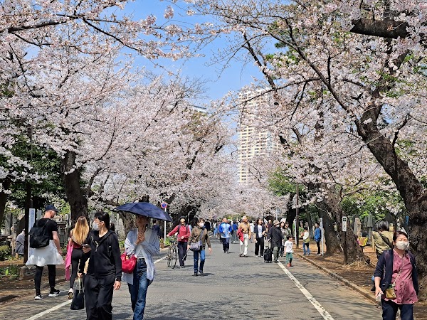 Yanaka Cemetery 5