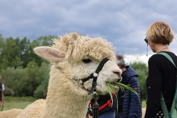 Albus Alpaca