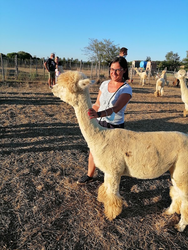 Albus Alpaca 5