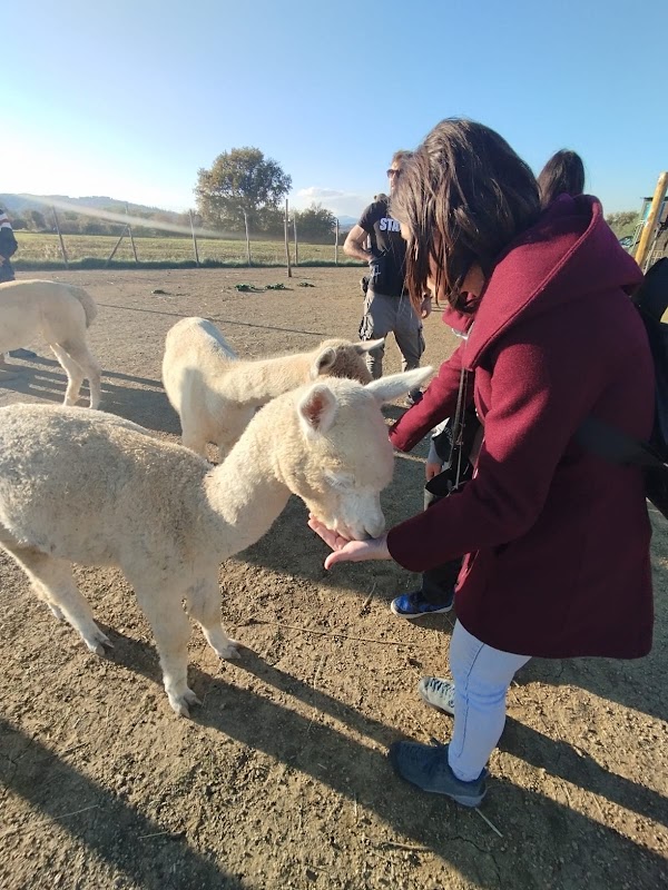 Albus Alpaca 4
