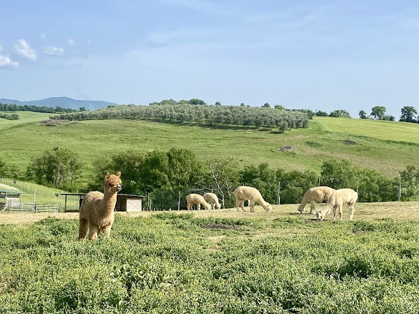 Albus Alpaca 3