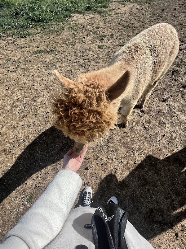 Albus Alpaca 2