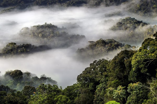 Nyungwe National Park 5