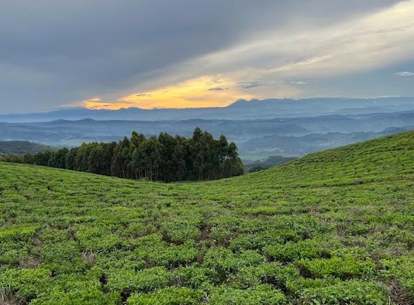 Nyungwe National Park 4