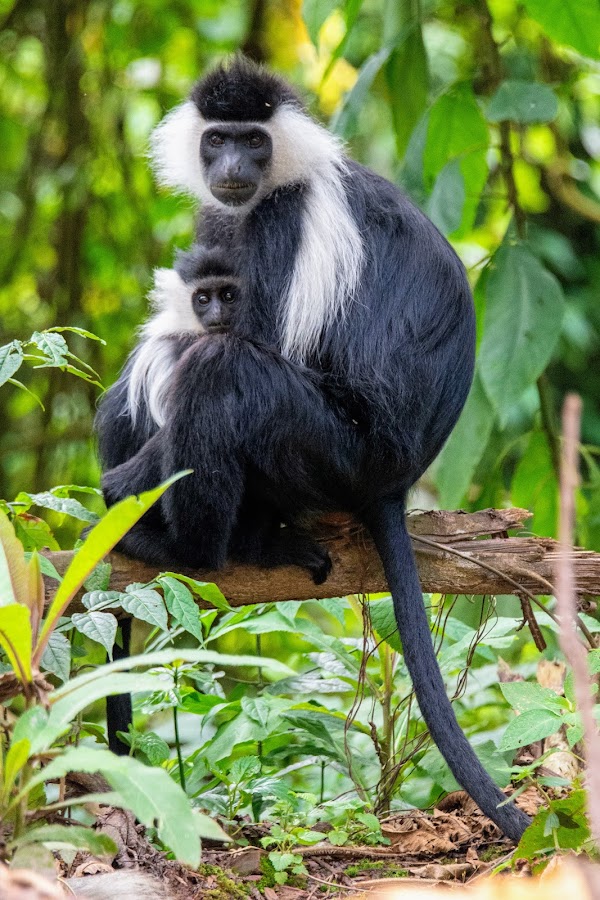 Nyungwe National Park 3