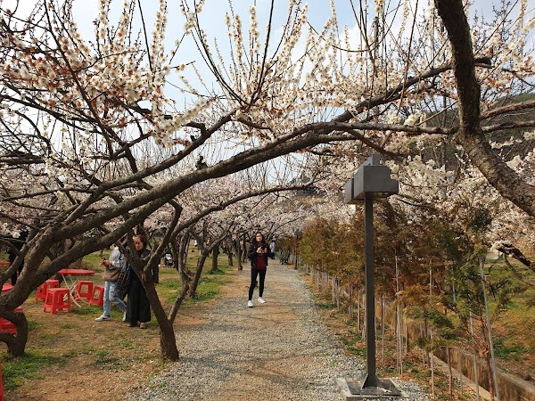 순매원 3