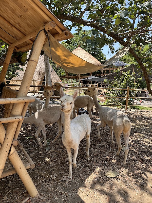 Pacha alpaca