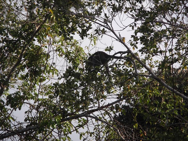 Klias Wetland Adventures 4