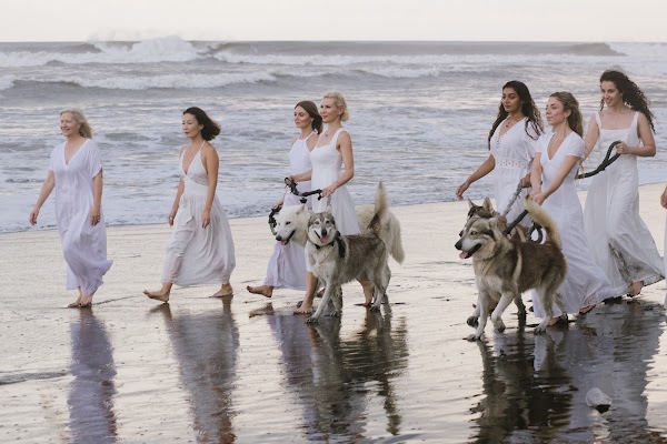 Alpha Wolf Lodge 5