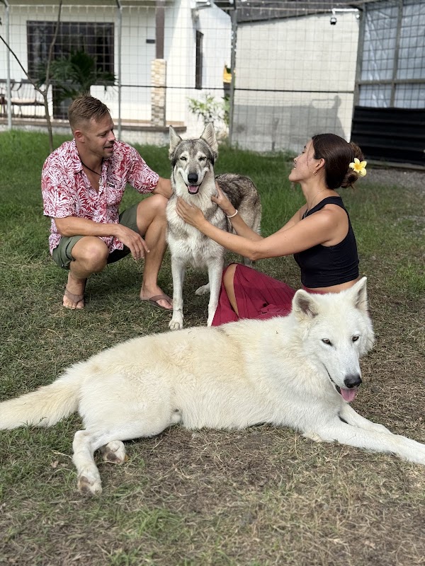 Alpha Wolf Lodge 4