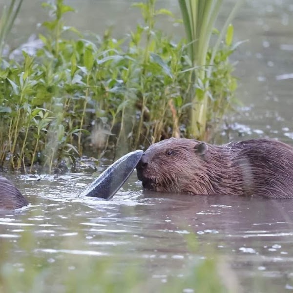Ealing Beaver Project - Walk and Safari meeting point
