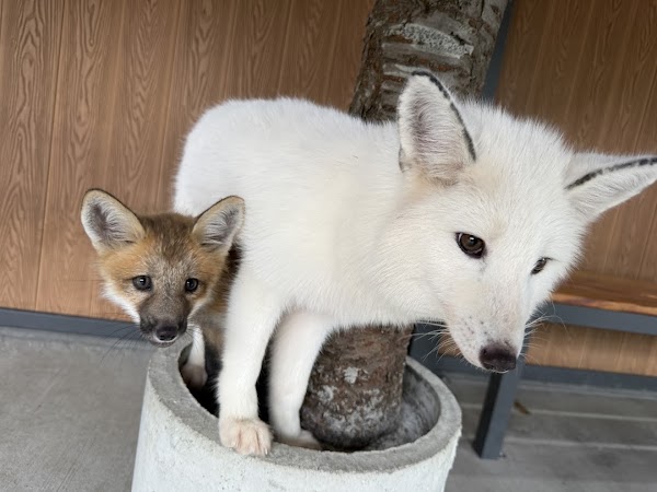 宜蘭狐狸村(九九峰動物樂園)