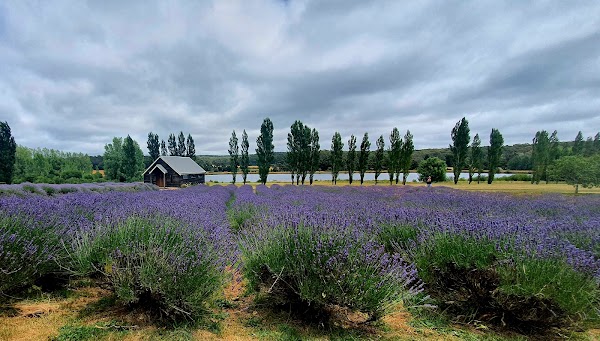 Lavandula Swiss Italian Farm 5