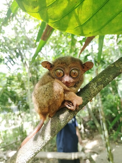 Bohol Tarsier Conservation Area