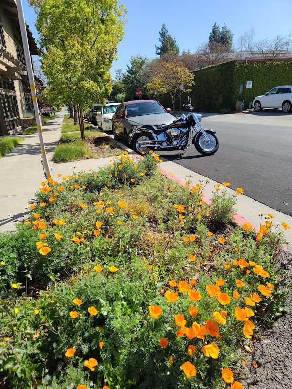 Palo Alto 2
