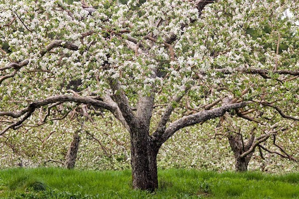 Hansels Orchard 1