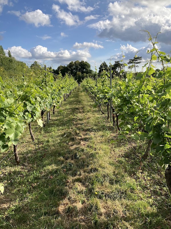 The Mount Vineyard