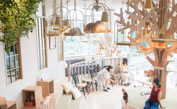 Cat Cafe MOCHA Harajuku